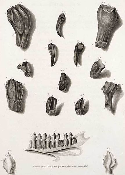 The teeth of Iguanodon that were unearthed by Gideon Mantell and presented to the Royal Society of London in 1825