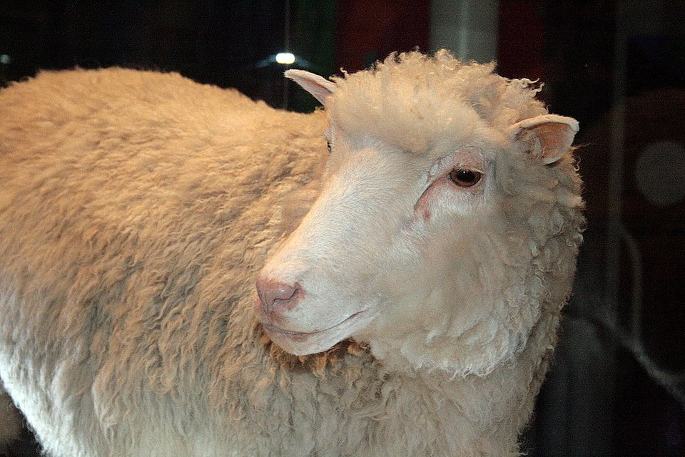The Taxidermy Mount of Dolly on Exhibit at the National Museum of Scotland in 2009 by Toni Barros is licensed under CC BY-SA 2.0.