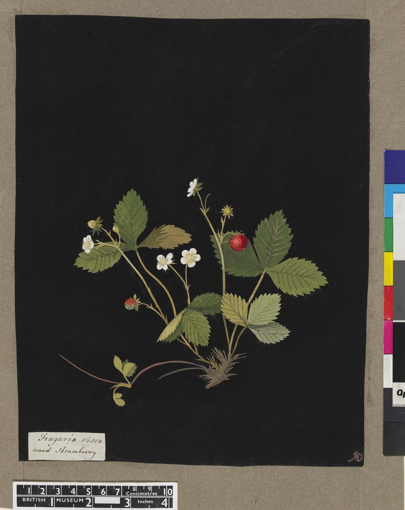 Fragaria Vesca (Icosandria Polygn.), from an album (Vol.IV, 32); Wood strawberry. 1777 Collage of coloured papers, with bodycolour and watercolour, on black ink background  © The Trustees of the British Museum