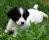 English Springer Spaniel Puppy