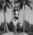Bunny Yeager 1953 Self-Portrait in Seminole Indian Patterned Bikini