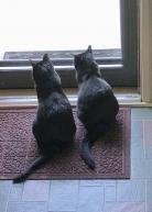Sammy & Smokey looking out the front door