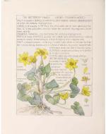 H. Isabel Adams Frontispiece