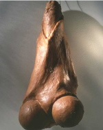 Bourgeois, Louise. Fillette. 1968. 