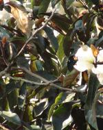 Image of a Champaka Flower