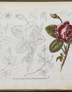 Drawing book for ladies - picture of a rose, sketched and colored