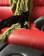 Doug Page's 2007 *King Louis*, Laura Rotunno's 2019 *Sammy, Sebastion, & Smokey*, Laura Rotunno 2025 *Sweet V & Nev*