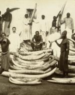 Photograph of men with stacks of elephant tusks