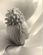 Cunningham, Imogen. Magnolia Blossom, Tower of Jewels. 1925.