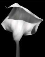 Mapplethorpe, Robert. Calla Lily. 1987. 