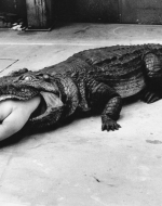 Newton, Helmut. Crocodile, Wuppertal. 1983. 
