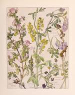 H. Isabel Adams, "Pea Family"