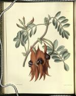 Dampier’s Clianth