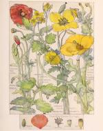 H. Isabel Adams, "Poppy Family"