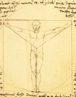 Giacomo Andrea's Vitruvian Man features a male figure enclosed in a circle and a square, but the body measurements are not as accurate as Vitruvian's original descriptions. 
