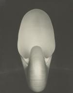 Weston, Edward. Nautilus. 1927. 