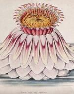 The Giant Water Lily