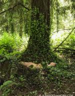 Jeanne Simmons' 2020 Womanscape.