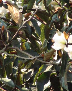 Image of a Champaka Flower