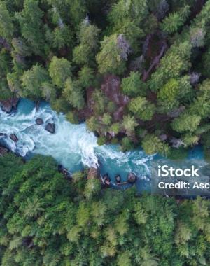 Rapids through forest