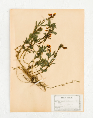 Picture of dried tuberose