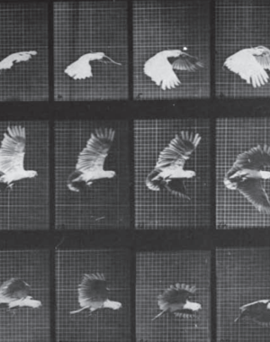 A Cockatoo in Flight