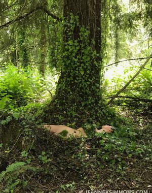 Jeanne Simmons' 2020 Womanscape.