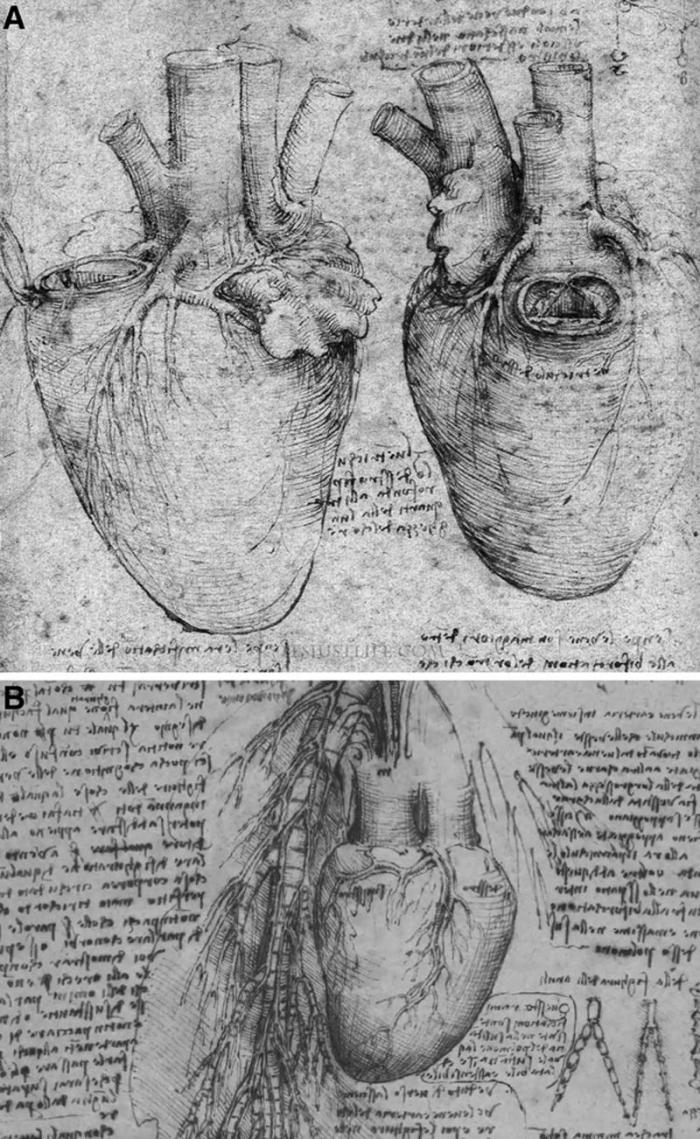 Leonardo's Heart Drawings COVE