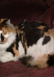 Might be exact title and/or Explanation of what the image is