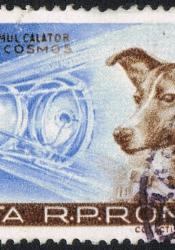 A Romanian postage stamp designed with image of Laika, dog launched into space