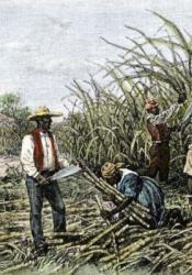 https://www.africanexponent.com/post/10712-the-bitter-history-of-african-slaves-and-sugar-production