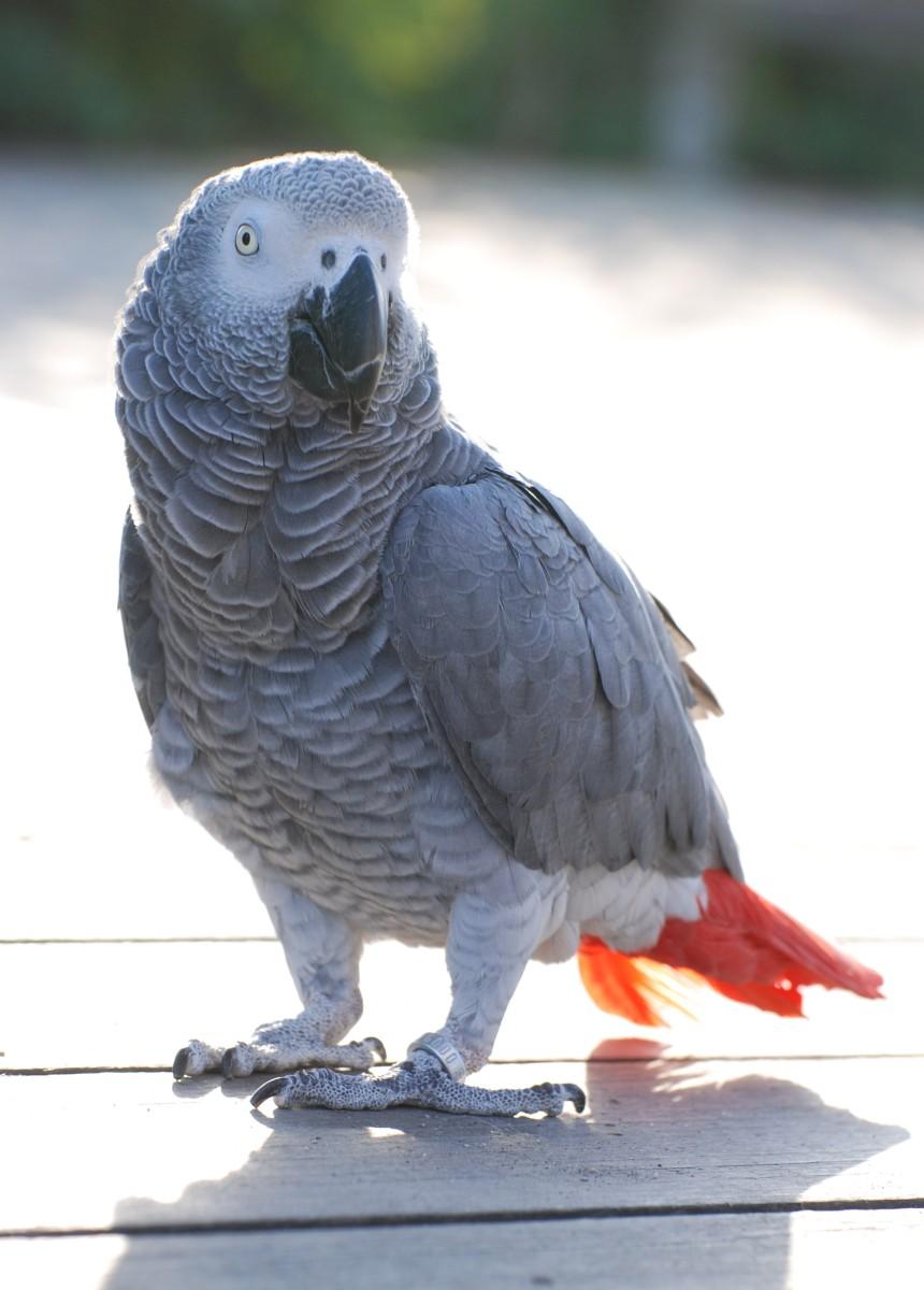 Edgar Allen Crow (African grey parrot)
