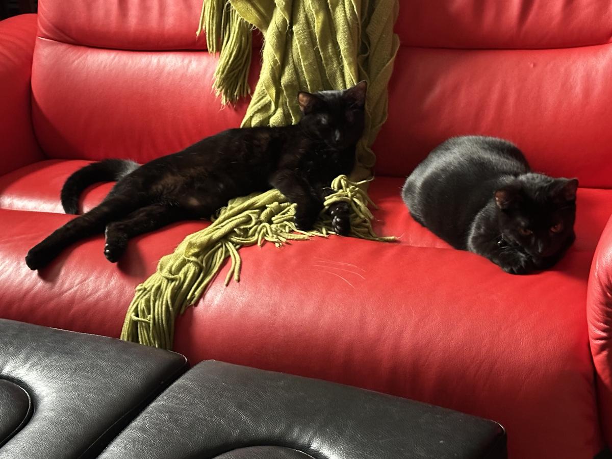 Doug Page's 2007 *King Louis*, Laura Rotunno's 2019 *Sammy, Sebastion, & Smokey*, Laura Rotunno 2025 *Sweet V & Nev*