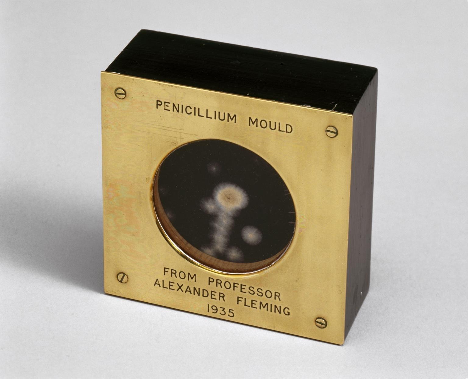 Sample of "Penicillin Mould" from Alexander Fleming