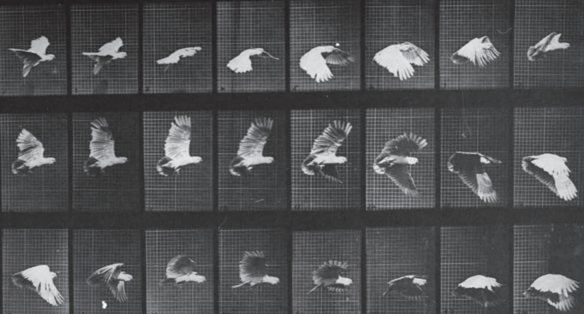 A Cockatoo in Flight