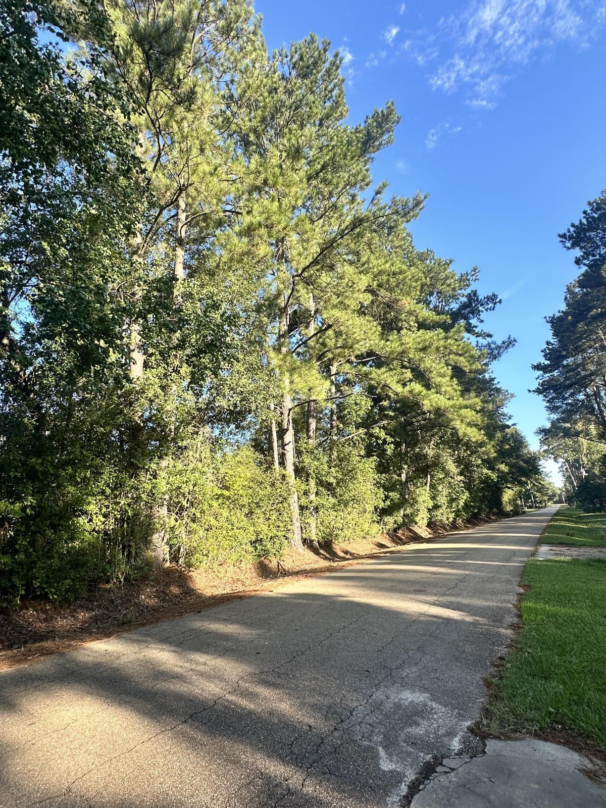 The initial photo was a landscape showing my street with its rows of extremely tall trees. Note how there's no streetlights either; aside from the road, the photo is all nature.